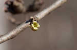 American witch-hazel